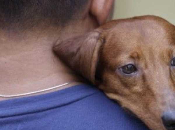 En defensa de los  animales