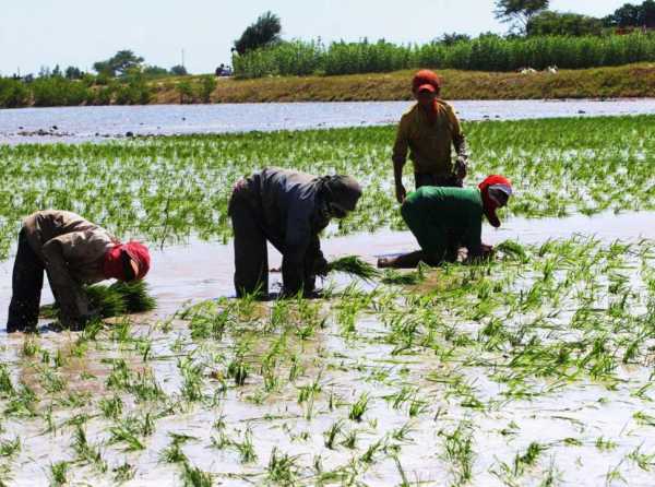Debate ideol&oacute;gico y Ley de Promoci&oacute;n Agraria