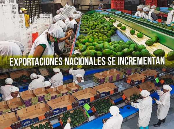 Perú empieza a disputar primer lugar mundial en paltas