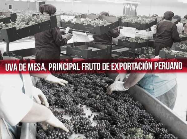 Uva de mesa, principal fruto de exportación peruano