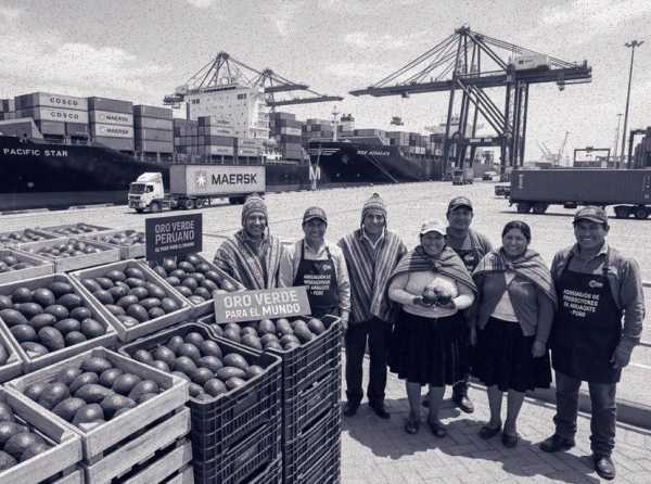 La palta, una nueva joya de la corona de las agroexportaciones