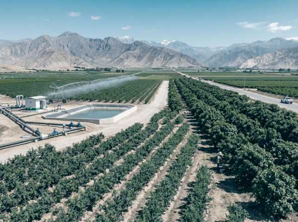 La estadista y el politiquero en las agroexportaciones