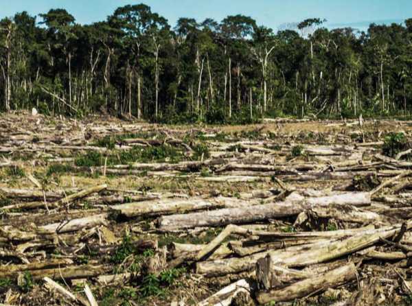 Avanza deforestación de bosques