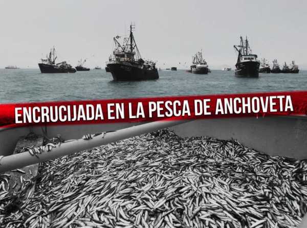 Encrucijada en la pesca de anchoveta