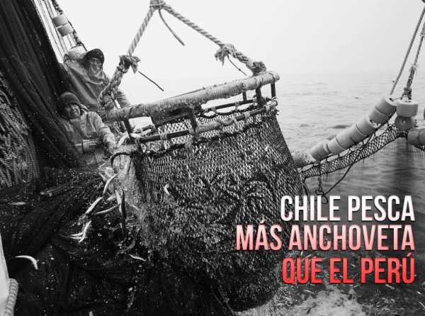 Zona sur: Chile pesca más anchoveta que el Perú