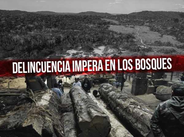 Delincuencia impera en los bosques