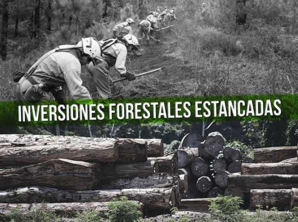 Inversiones forestales estancadas