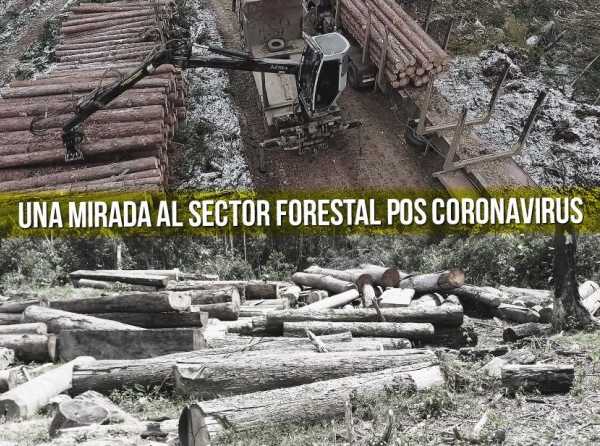 Una mirada al sector forestal pos coronavirus