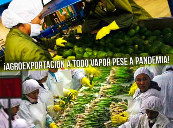 ¡Agroexportación a todo vapor pese a pandemia mundial!