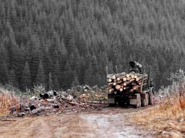 Bosques y desarrollo nacional