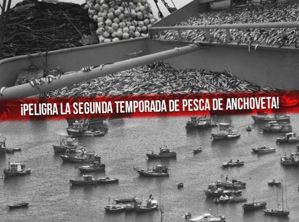 ¡Peligra la segunda temporada de pesca de anchoveta!