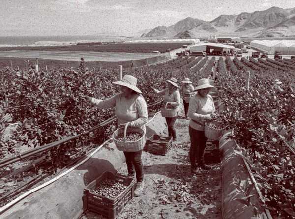 El ar&aacute;ndano y la oportunidad que no se puede desperdiciar