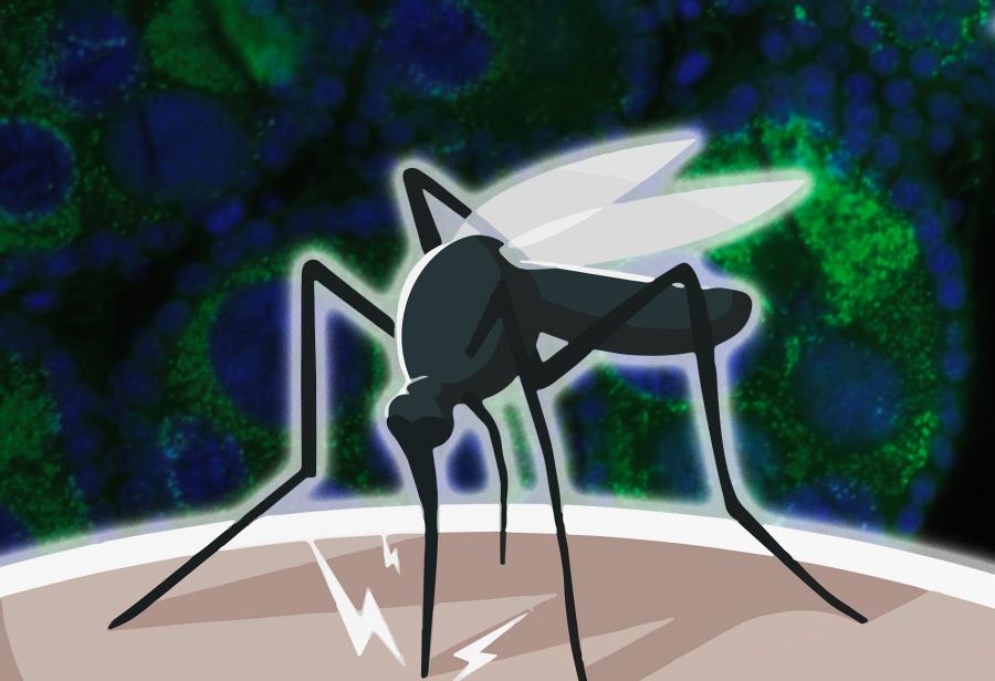 Dengue, wolbachia, vacuna y la realidad