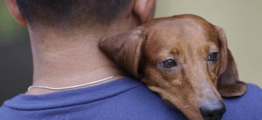 En defensa de los  animales