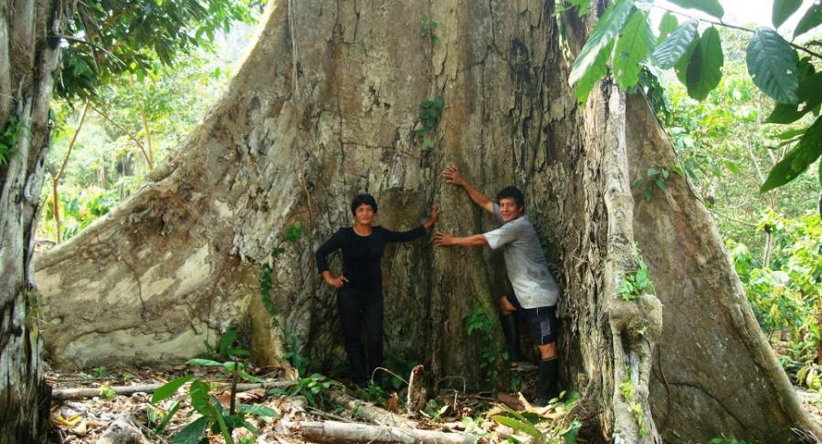 Bosques: Riqueza desperdiciada