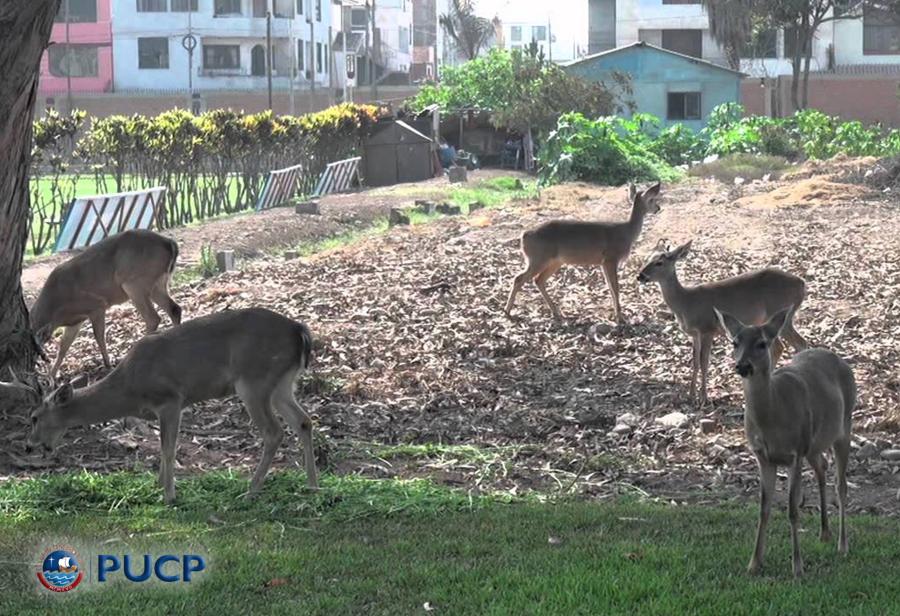 Venados en la PUCP