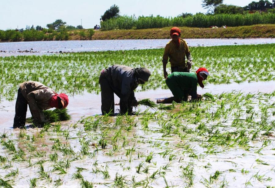 Debate ideol&oacute;gico y Ley de Promoci&oacute;n Agraria