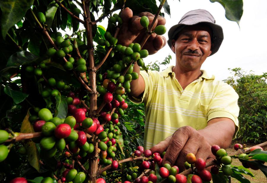 Café versus hoja de coca