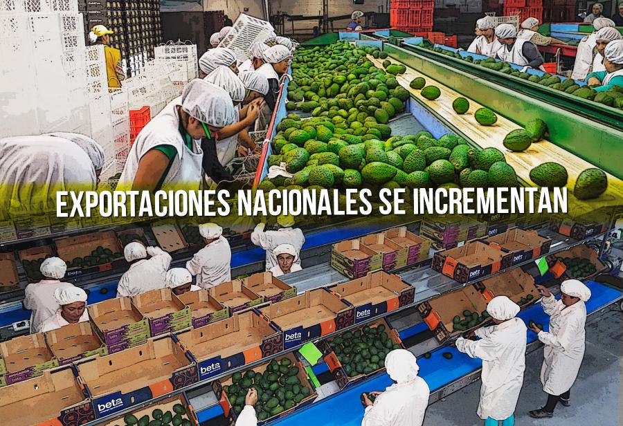 Perú empieza a disputar primer lugar mundial en paltas