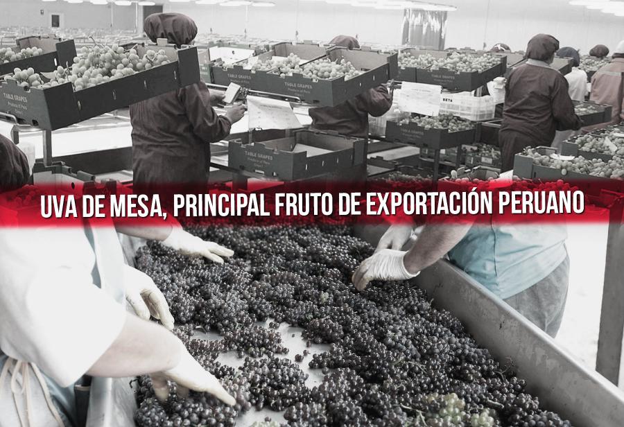 Uva de mesa, principal fruto de exportación peruano