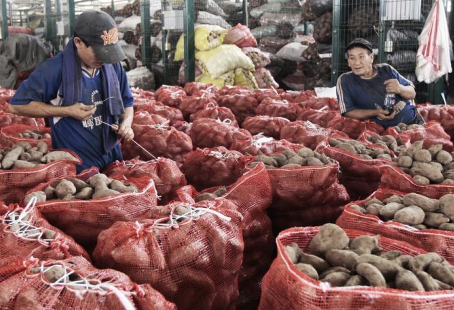 Estado no subsidiará a productores de papa