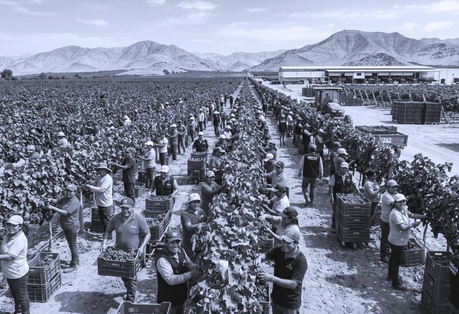 La flexibilidad laboral y el sector agrario en el Per&uacute;