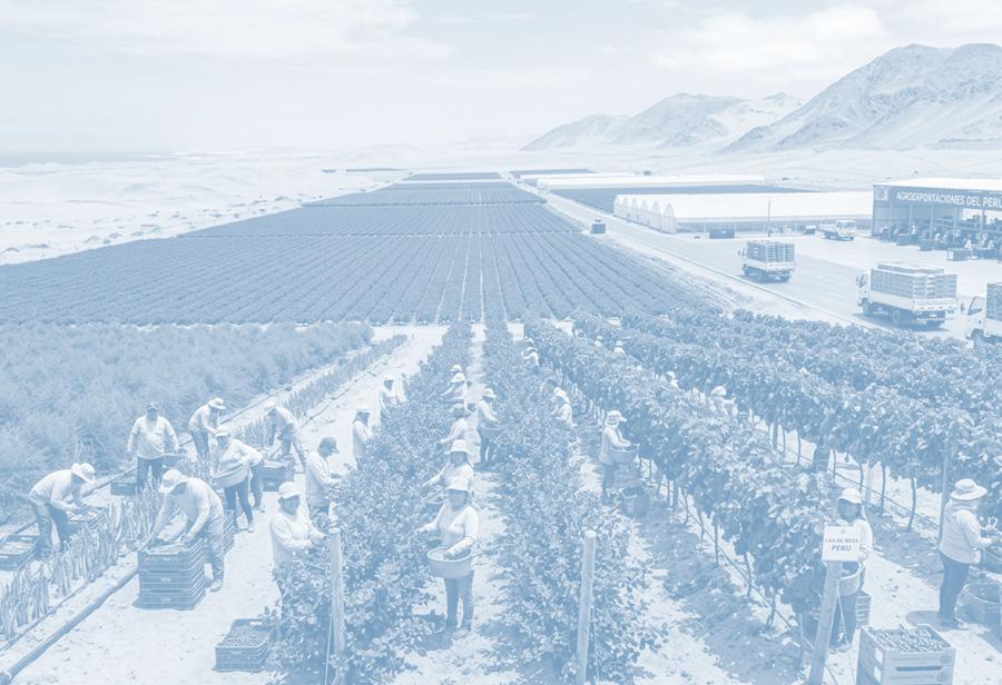 El desierto y la bendici&oacute;n agroexportadora del Per&uacute;