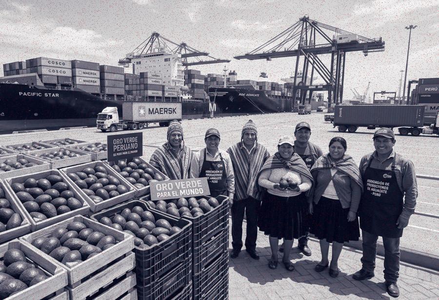 La palta, una nueva joya de la corona de las agroexportaciones