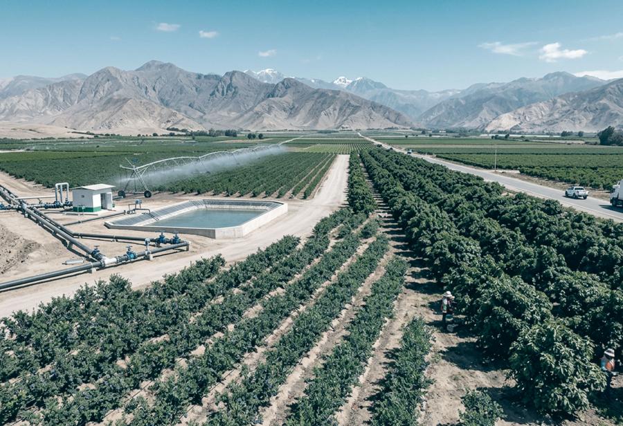 La estadista y el politiquero en las agroexportaciones