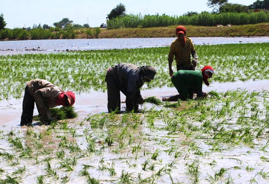 Ley de Promoción Agraria levantará el sector forestal