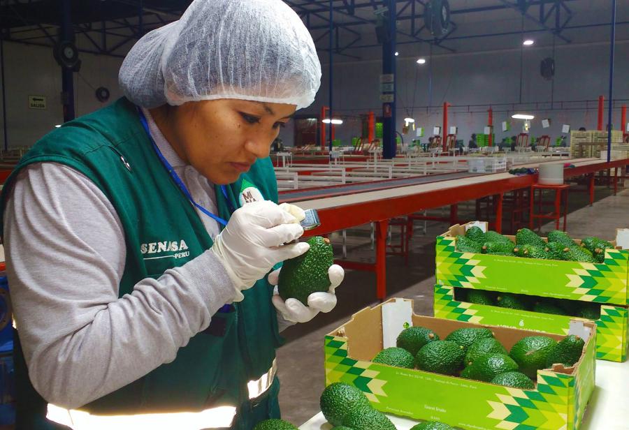 Imparables exportaciones de “oro verde”