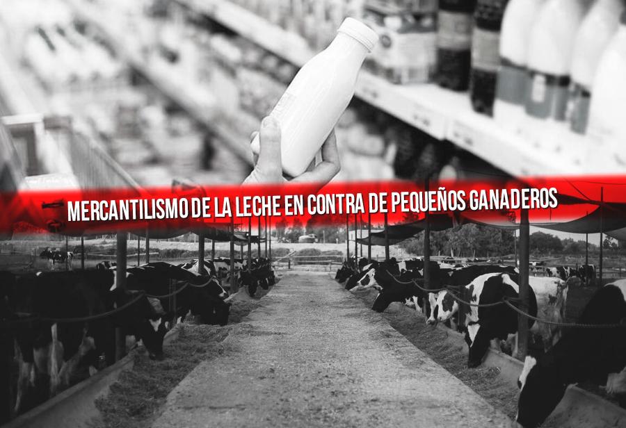Mercantilismo de la leche en contra de pequeños ganaderos