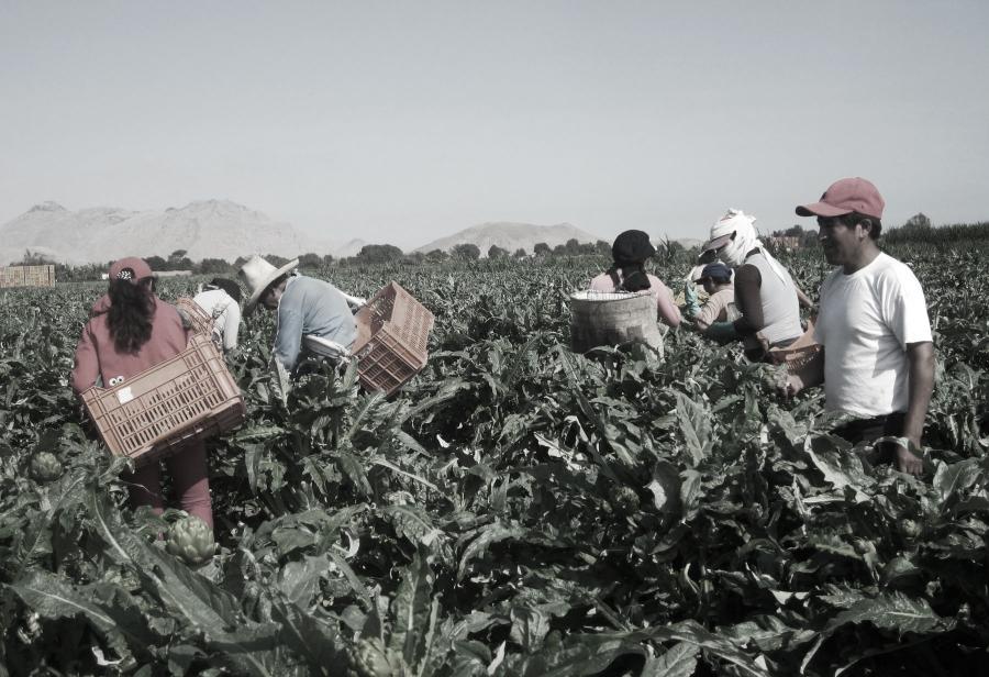 La agroindustria requiere nueva ley promotora de inversiones y empleo