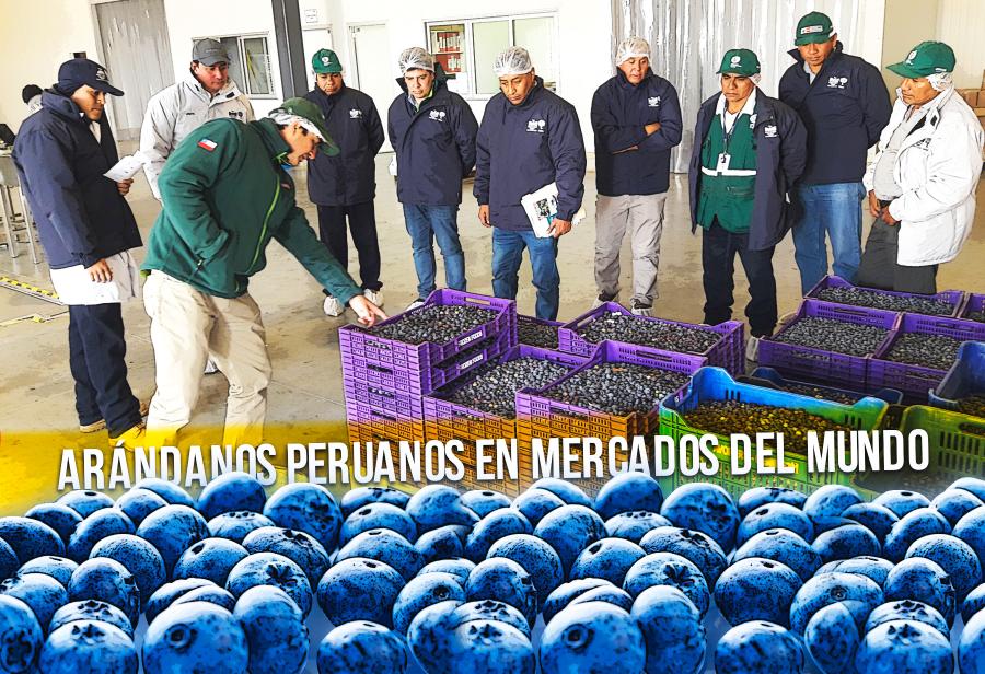 Arándanos peruanos en mercados del mundo