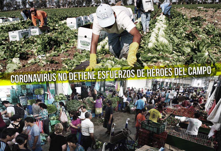 Empresarios agrarios garantizan cadena alimentaria