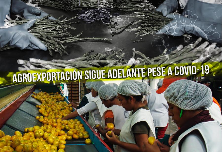 Agroexportación sigue adelante pese a Covid-19