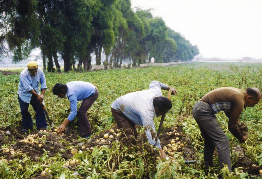 Ley de Promoción Agraria: ¡ley para los más pobres! 