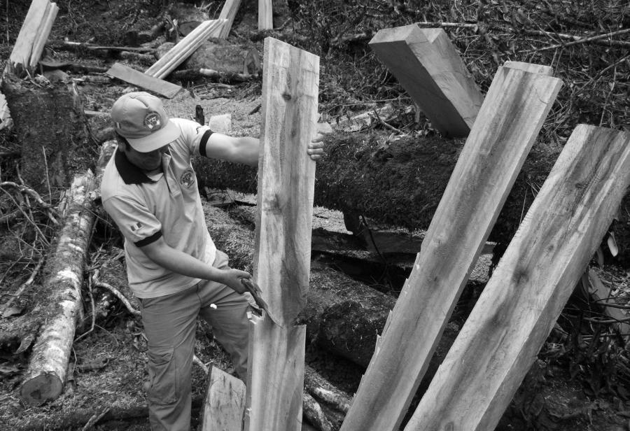 Organizar bosques contra taladores ilegales