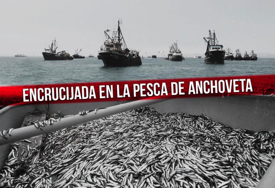 Encrucijada en la pesca de anchoveta
