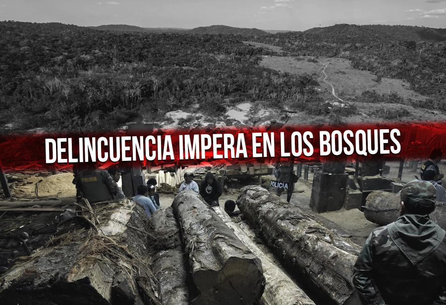 Delincuencia impera en los bosques