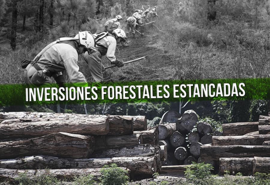 Inversiones forestales estancadas