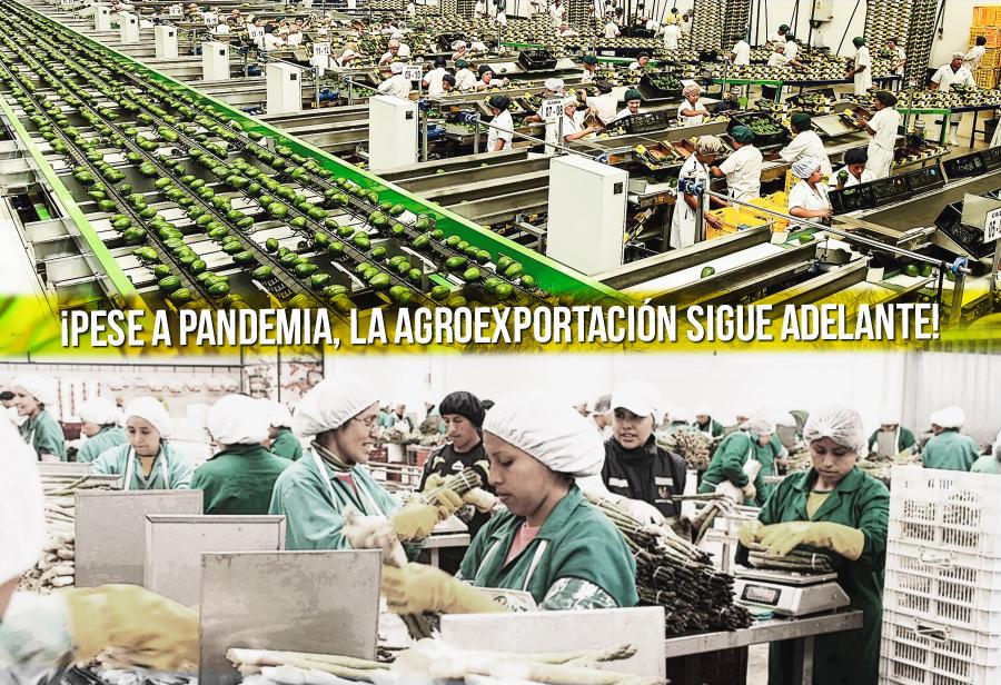 ¡Pese a pandemia, la agroexportación sigue adelante!