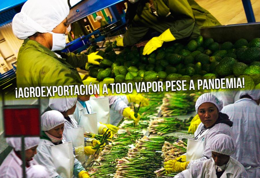 ¡Agroexportación a todo vapor pese a pandemia mundial!