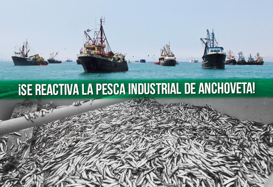 ¡Se reactiva la pesca industrial de anchoveta!