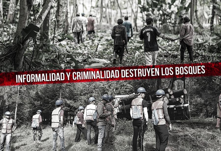 Informalidad y criminalidad destruyen los bosques
