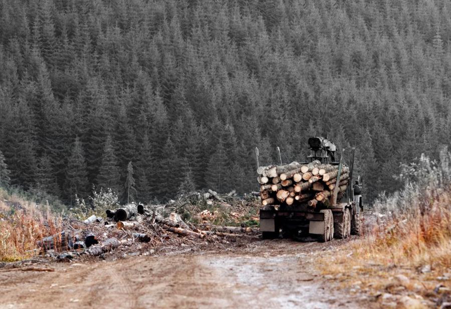 Bosques y desarrollo nacional