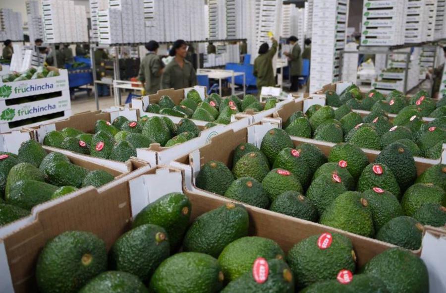 Palta, la niña de los ojos de la agroindustria