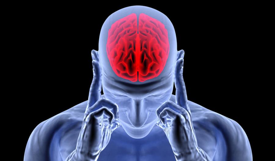 Liderazgo, cerebro reptil y cerebro límbico