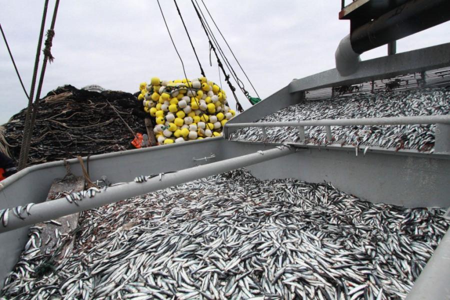 La pesca industrial sigue levantando vuelo